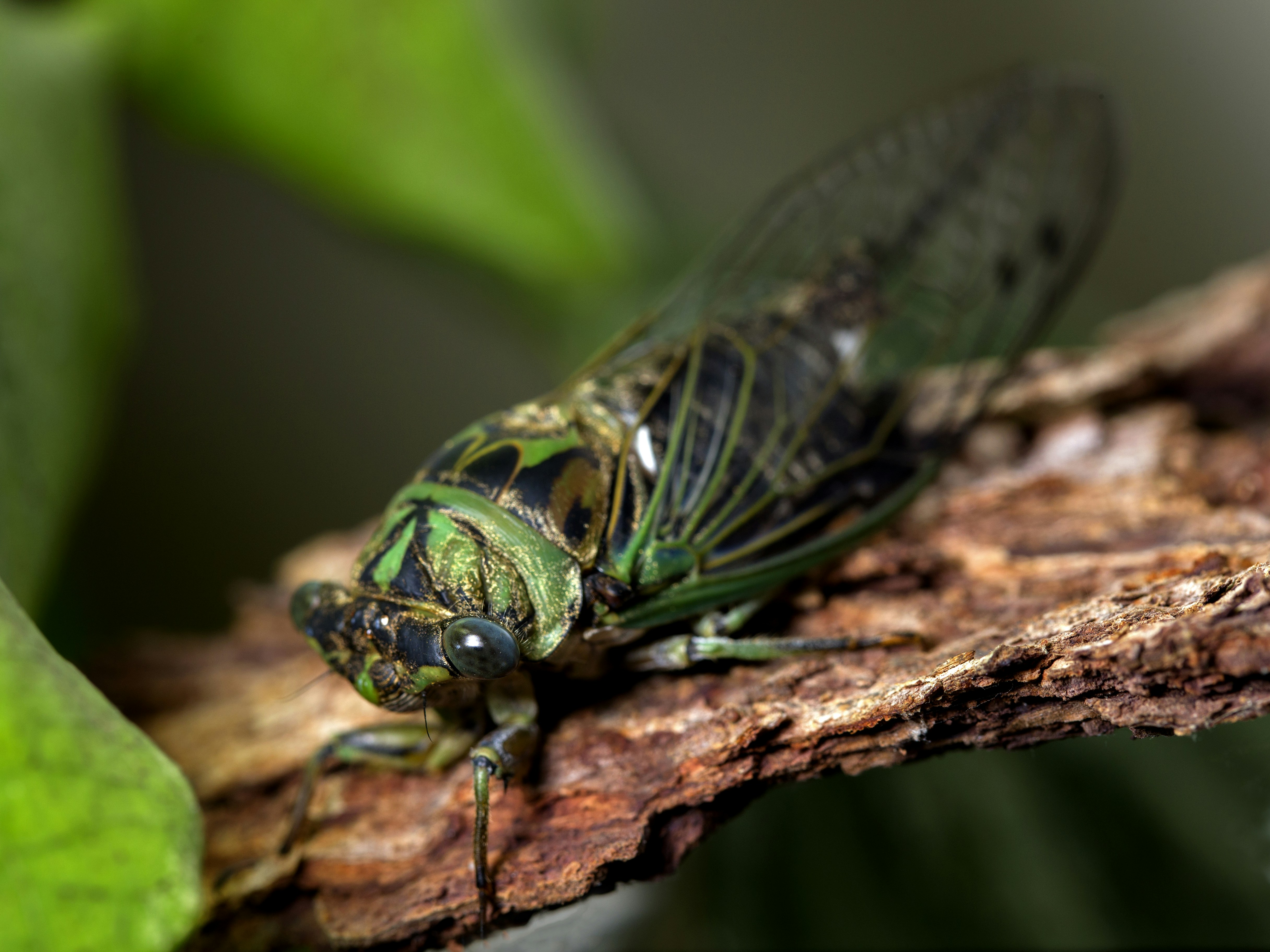 green and black insect on brown tree branch