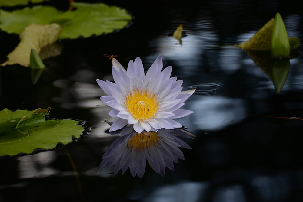 white and purple water lily in bloom