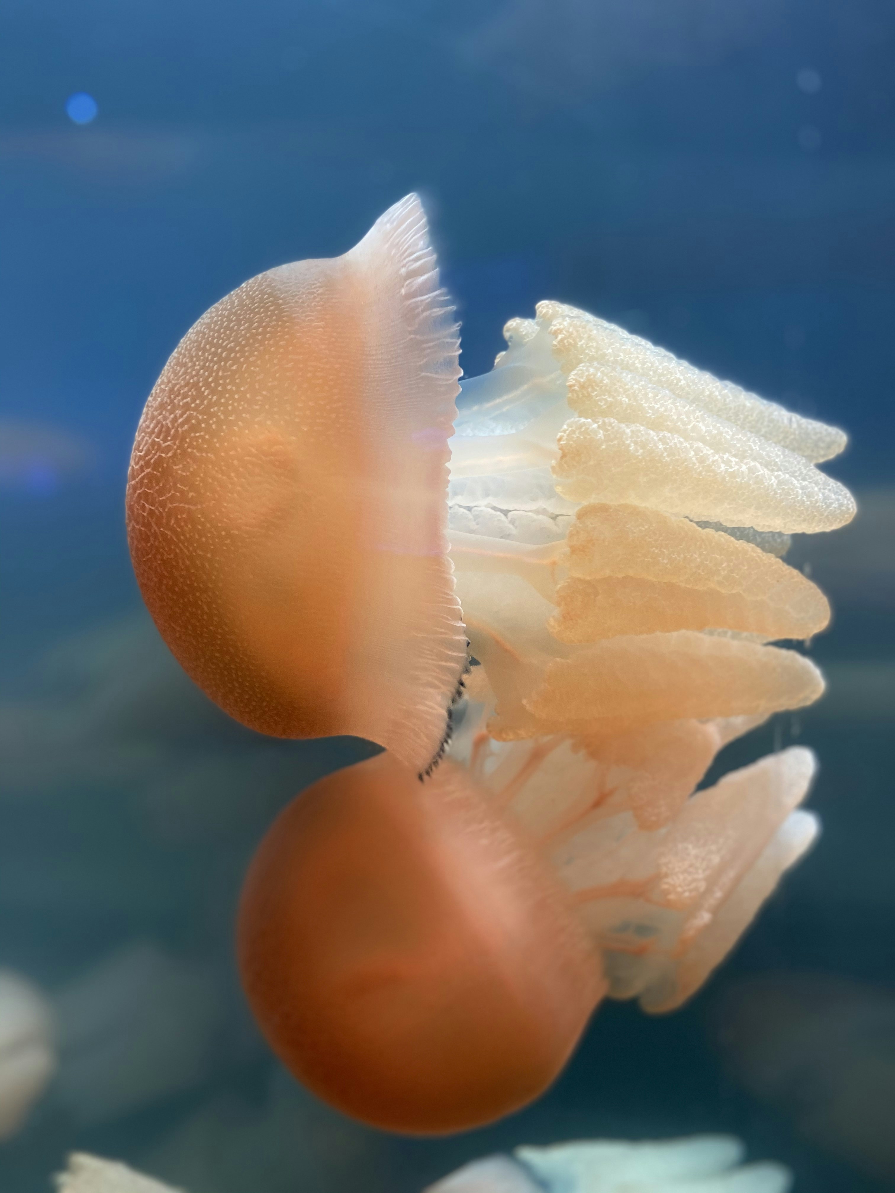 white jellyfish in water during daytime