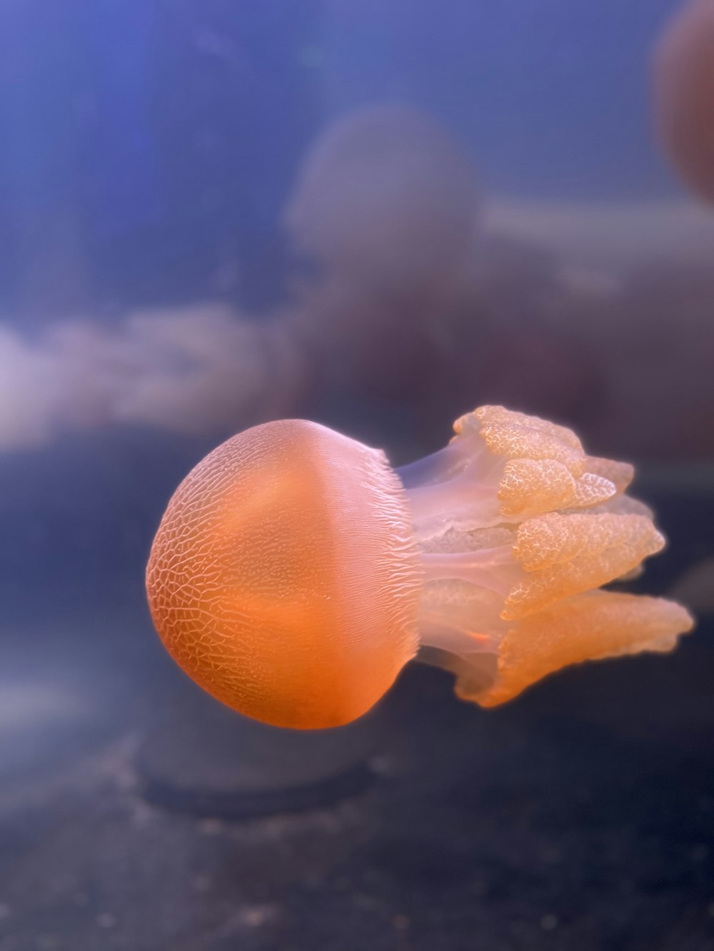 orange jelly fish in water