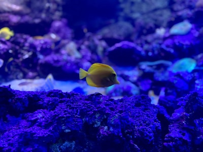 yellow fish on purple flower field