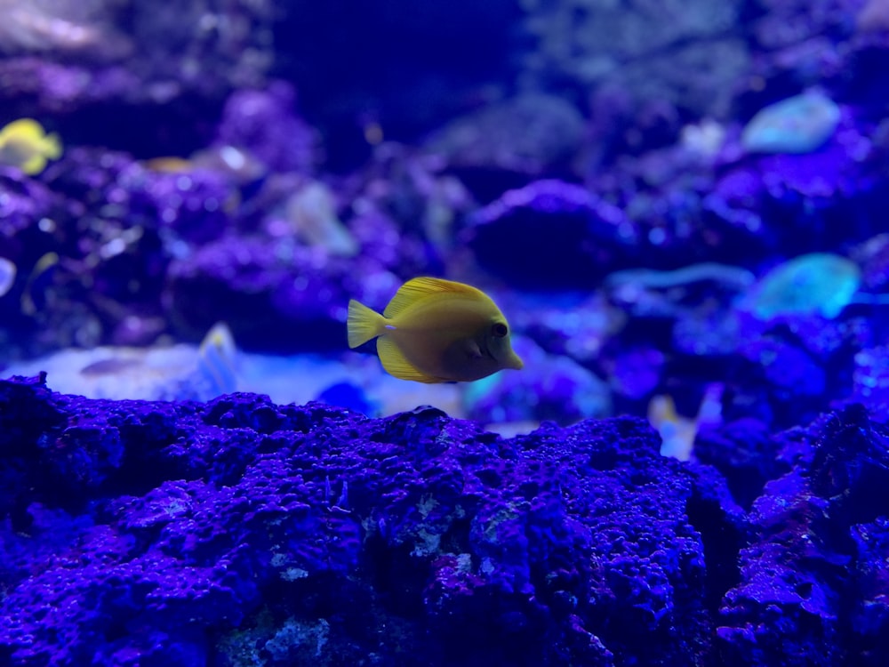 poisson jaune sur champ de fleurs violettes