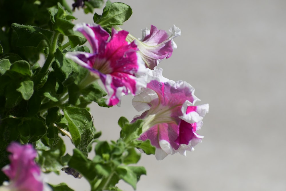 pink and white flower in tilt shift lens