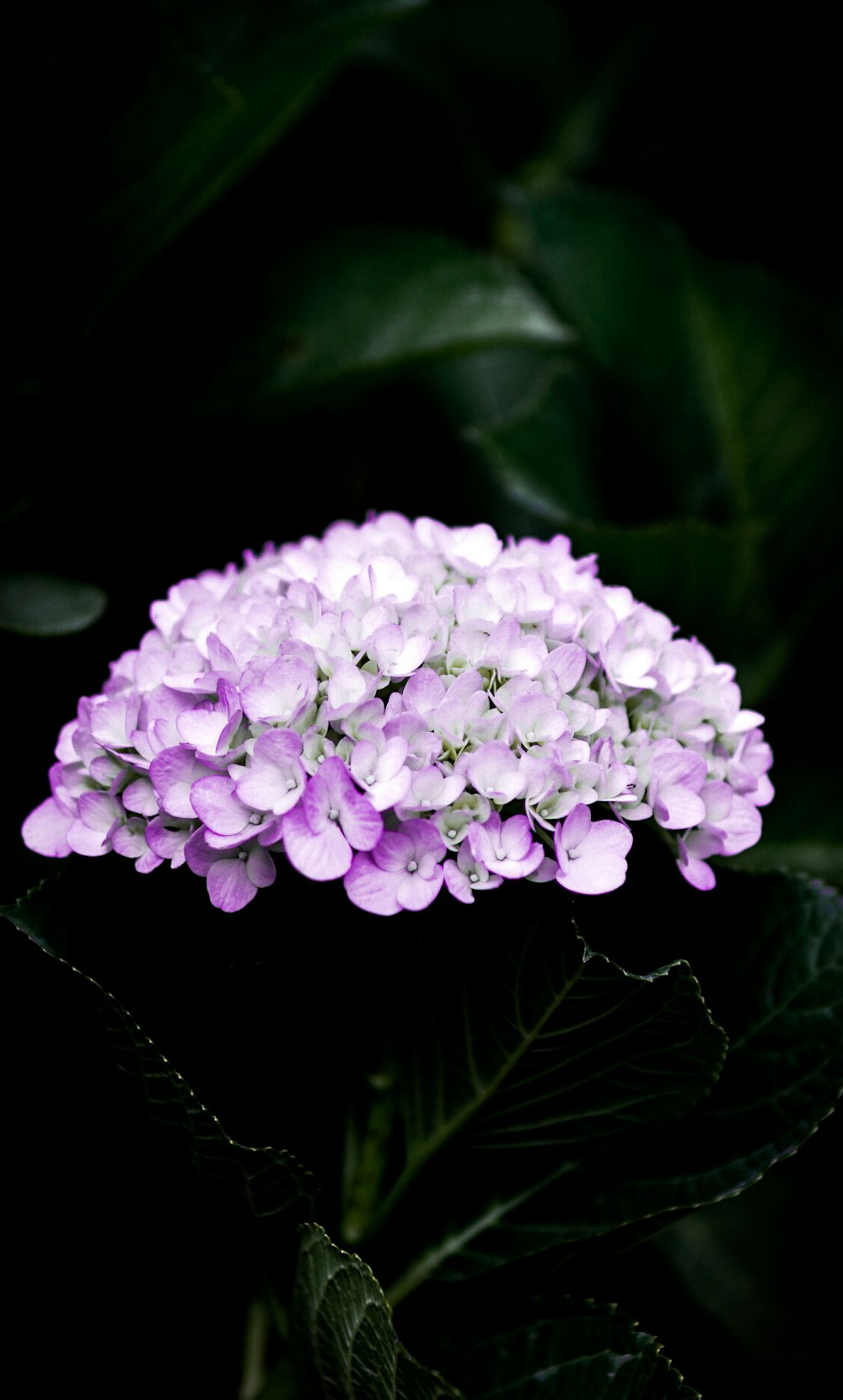 purple flower on green leaves