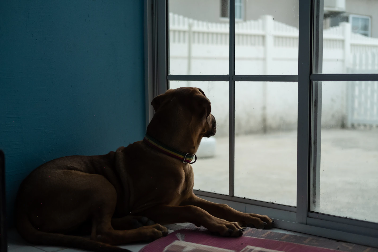 Perro tumbado junto a la puerta de casa esperando a que vuelva su dueño