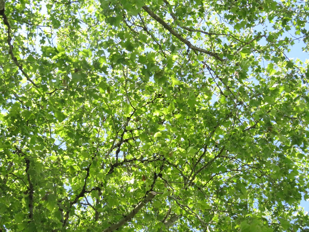 green leaf tree during daytime