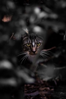 Close-up of a curious cat's emerald eyes peering through fuzzy autumn leaves.