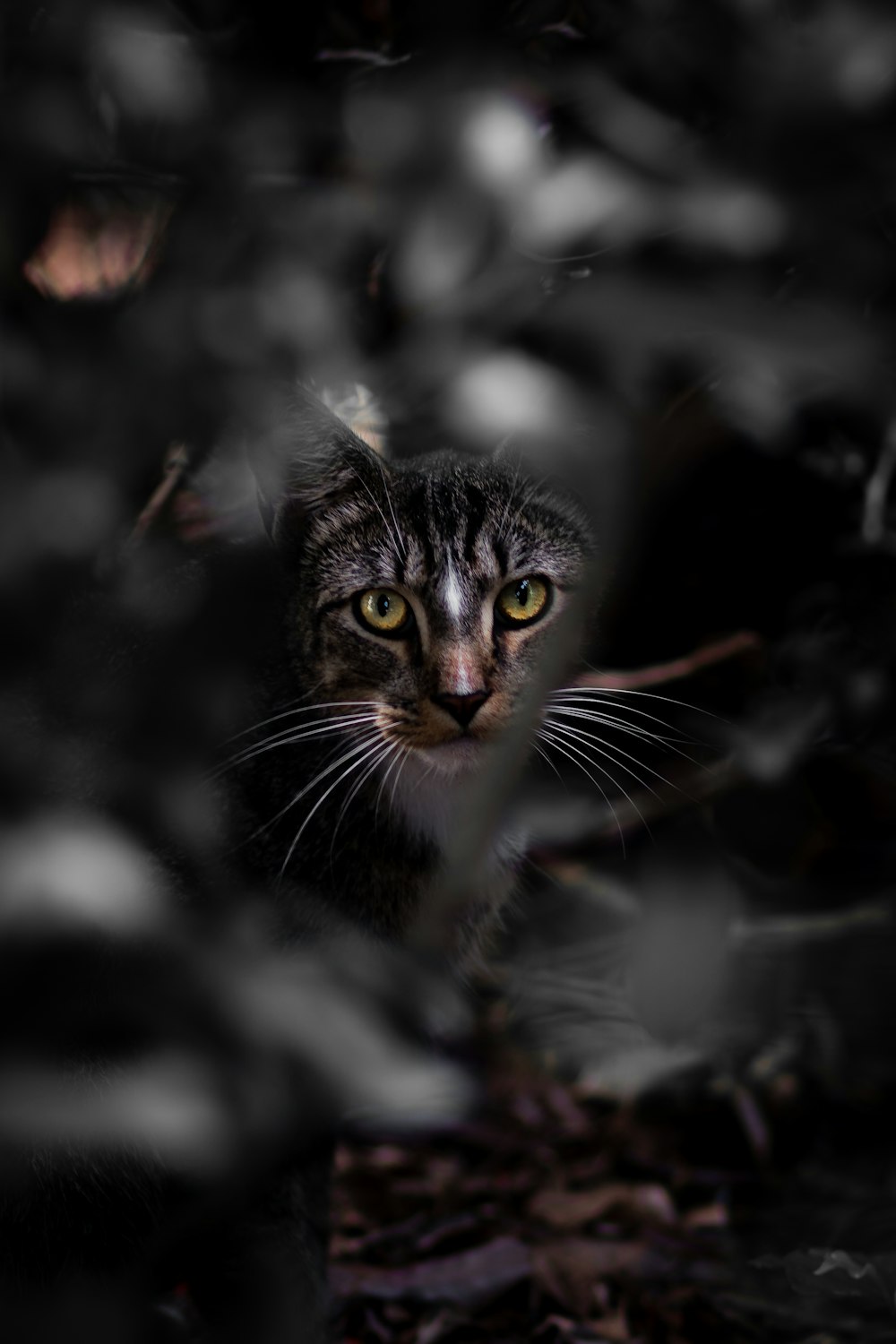 brown tabby cat on gray rock