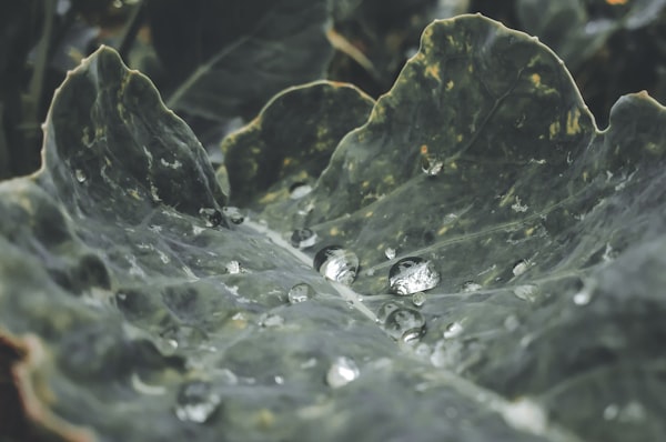 Wassertropfen auf grünen Blättern