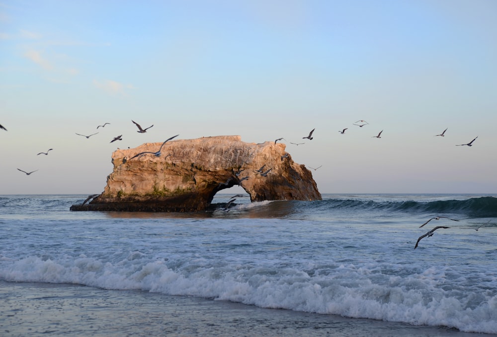 oiseaux volant au-dessus de la mer pendant la journée