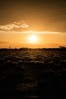 silhouette of trees during sunset