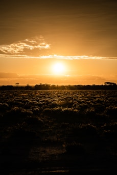 silhouette of trees during sunset