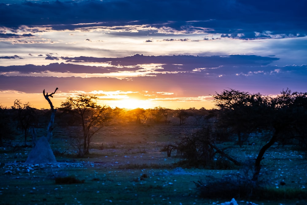 bare trees under blue sky during sunset