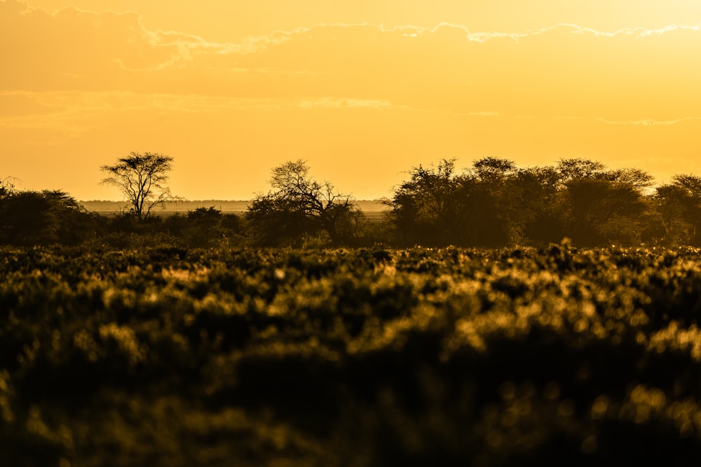 green grass field during sunset