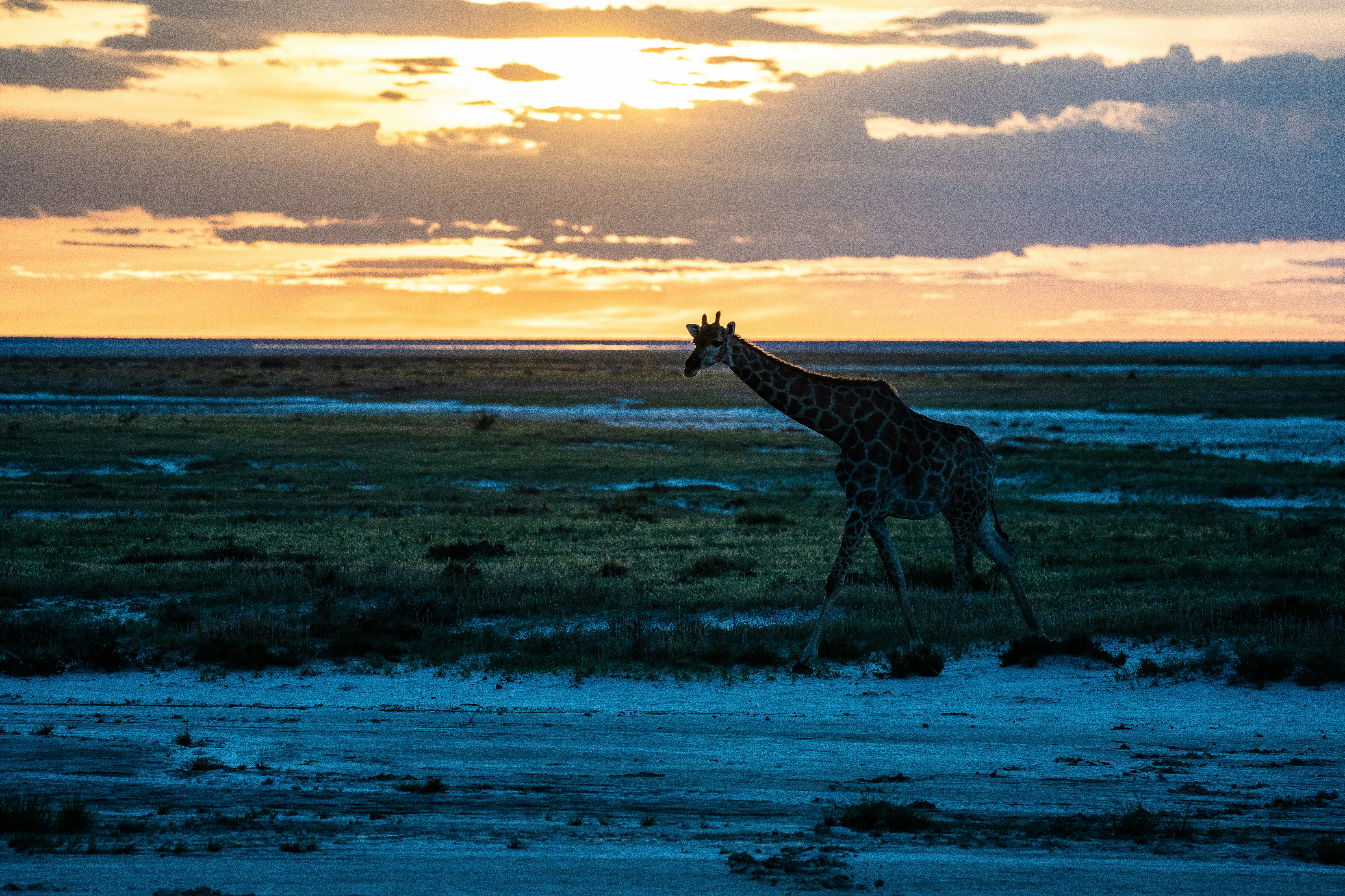 African savanna sunset, ilustrasi artikel Embark on an Unforgettable Safari Honeymoon: A Once-in-a-Lifetime Adventure 5