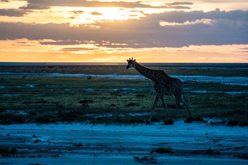 giraffe walking on seashore during sunset