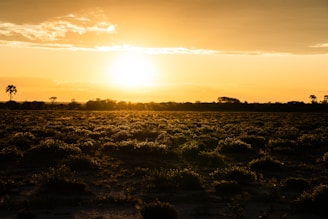 silhouette of trees during sunset