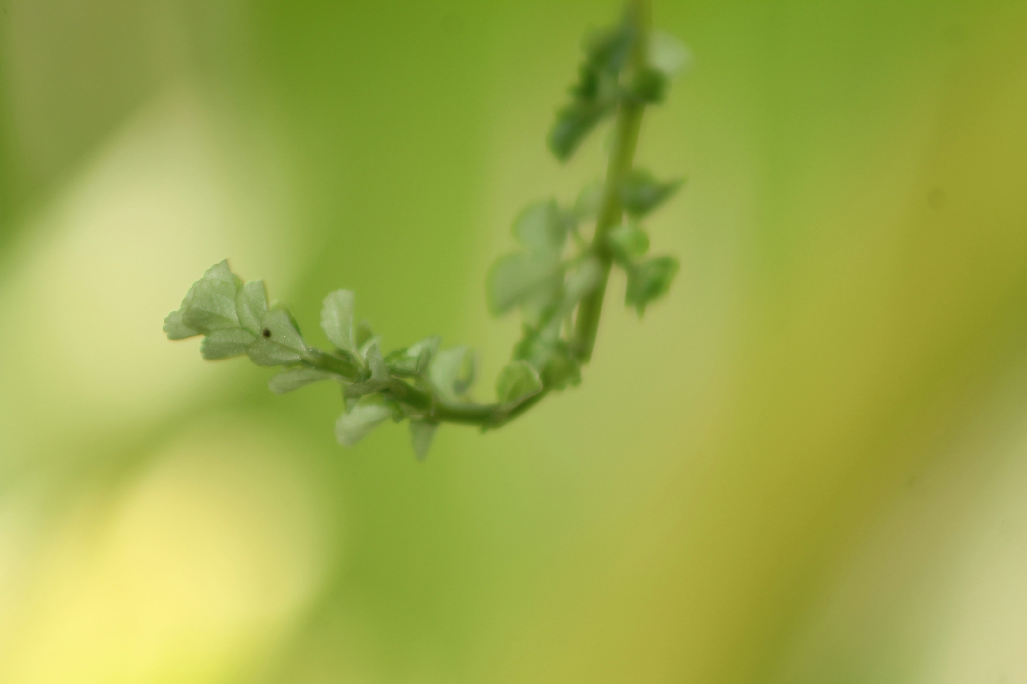 Photo by santoshbayer