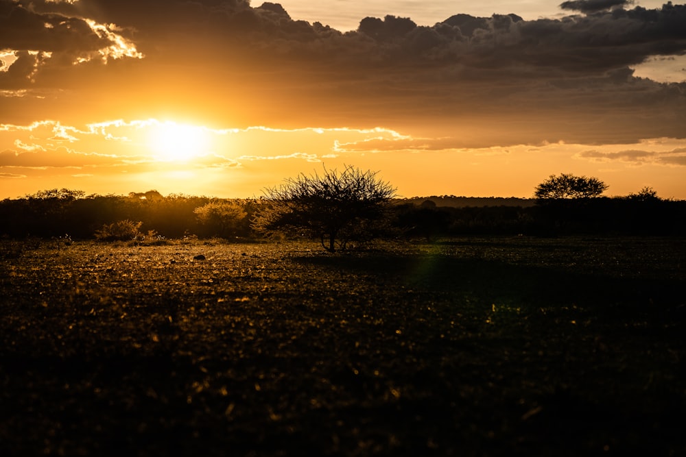 green grass field during sunset