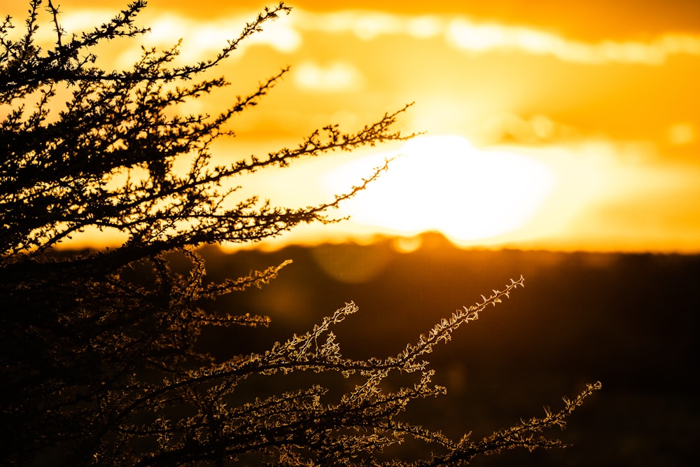 silhouette of tree during sunset