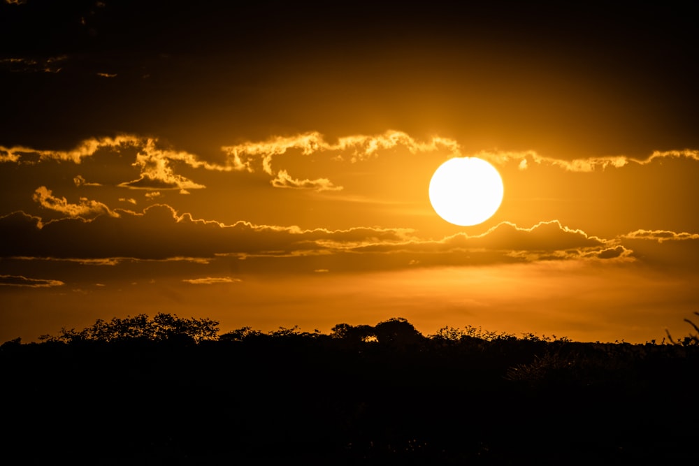 silhouette d’arbres au coucher du soleil