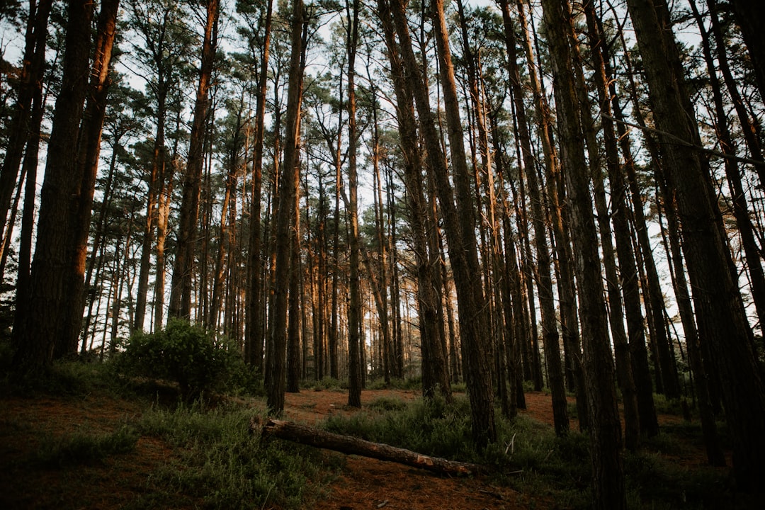 Forest photo spot Cape Schanck VIC Mornington VIC