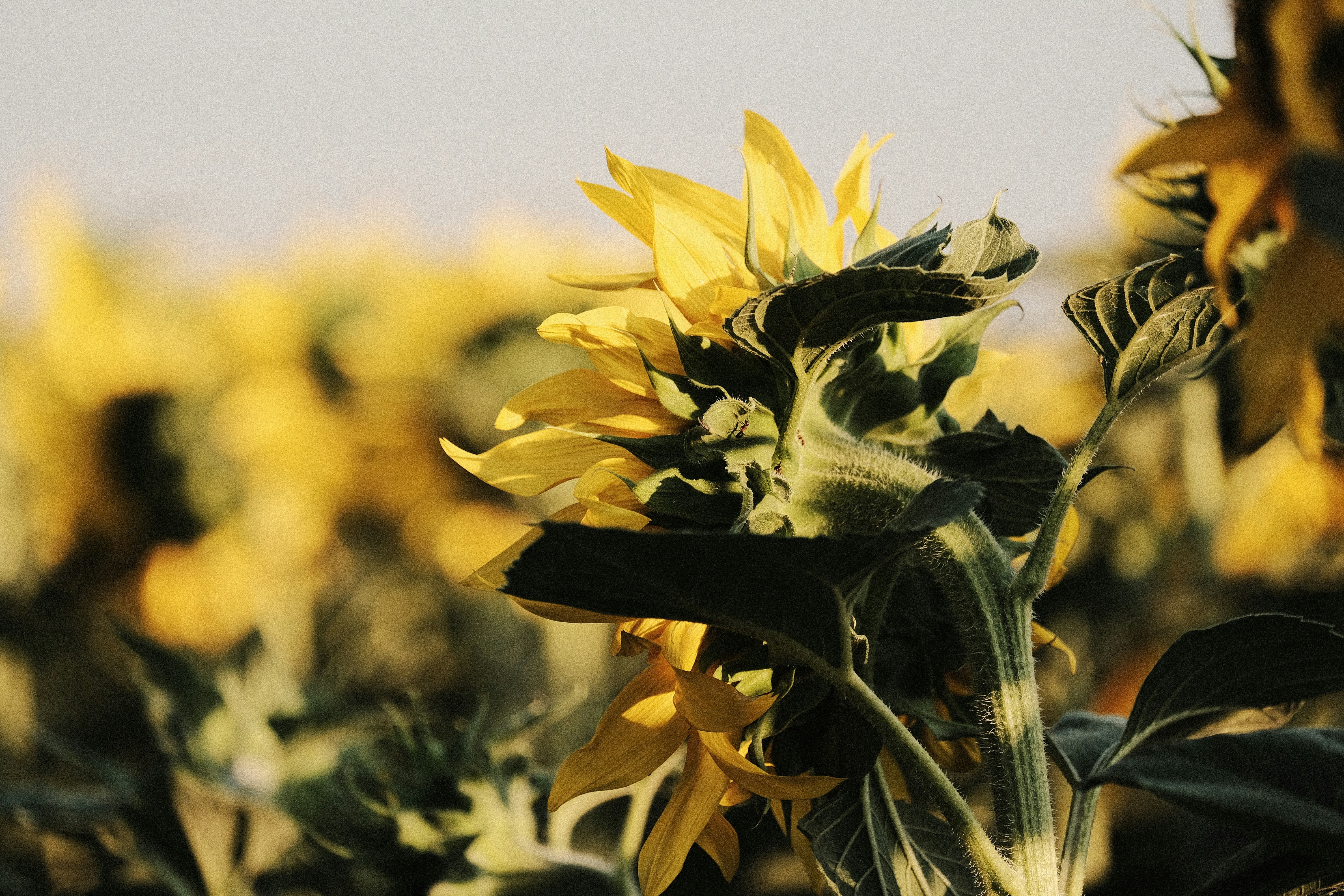 yellow flower in tilt shift lens