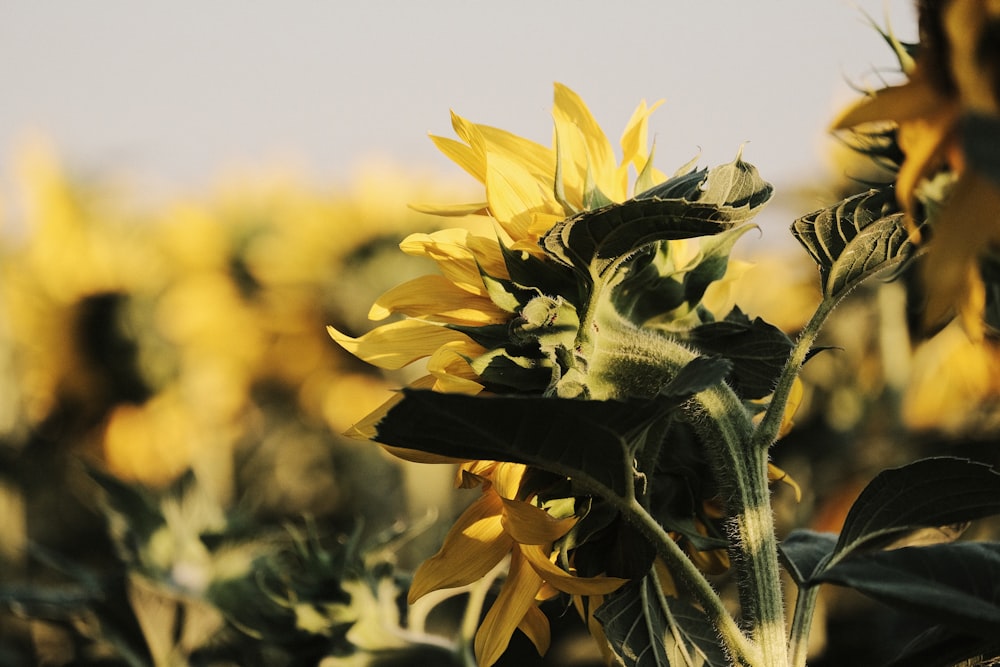 yellow flower in tilt shift lens