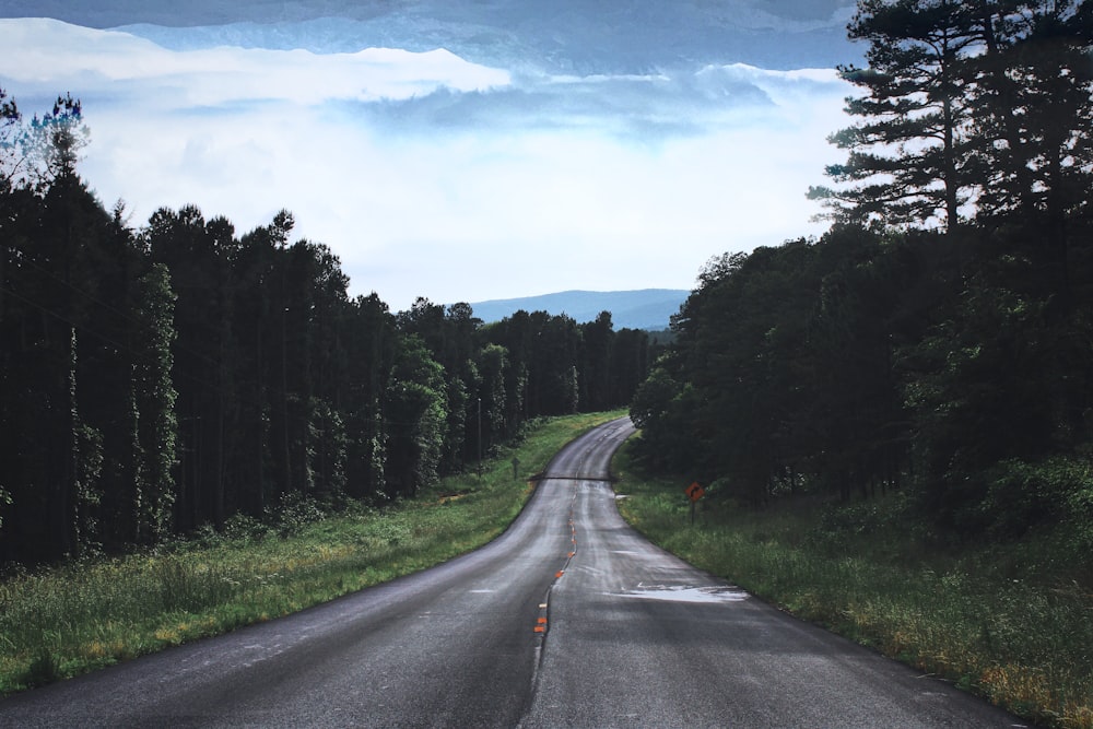 gray asphalt road between green trees under blue sky during daytime