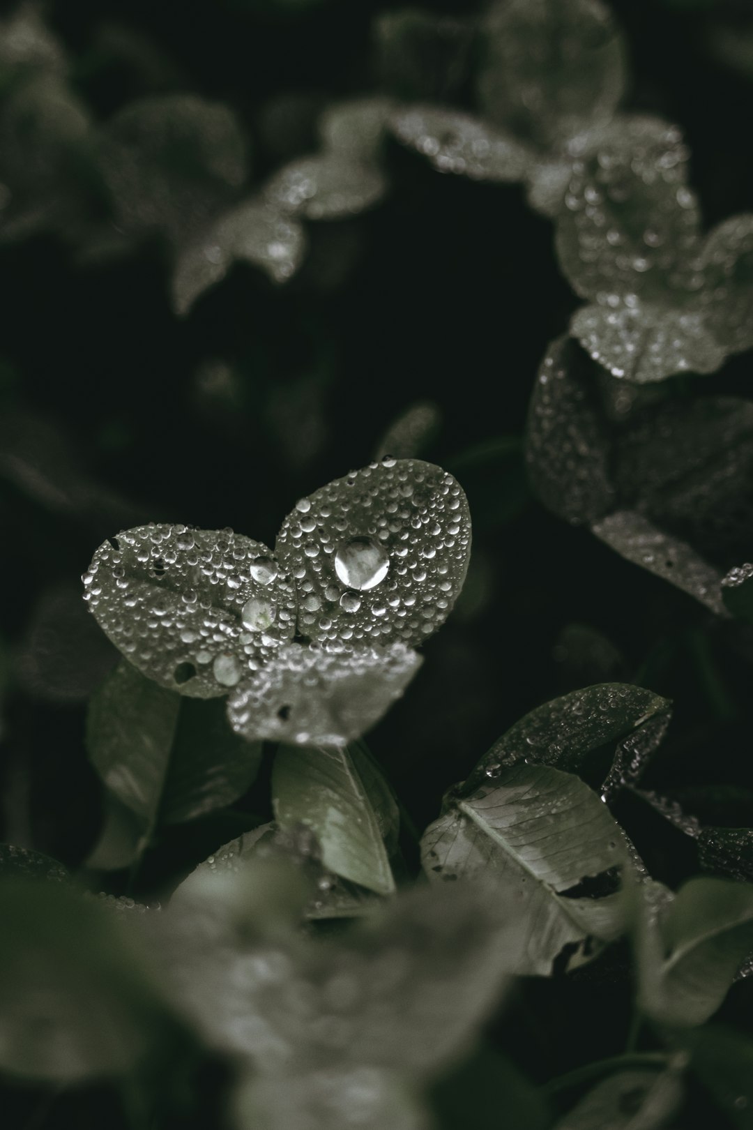 water droplets on green leaf plant