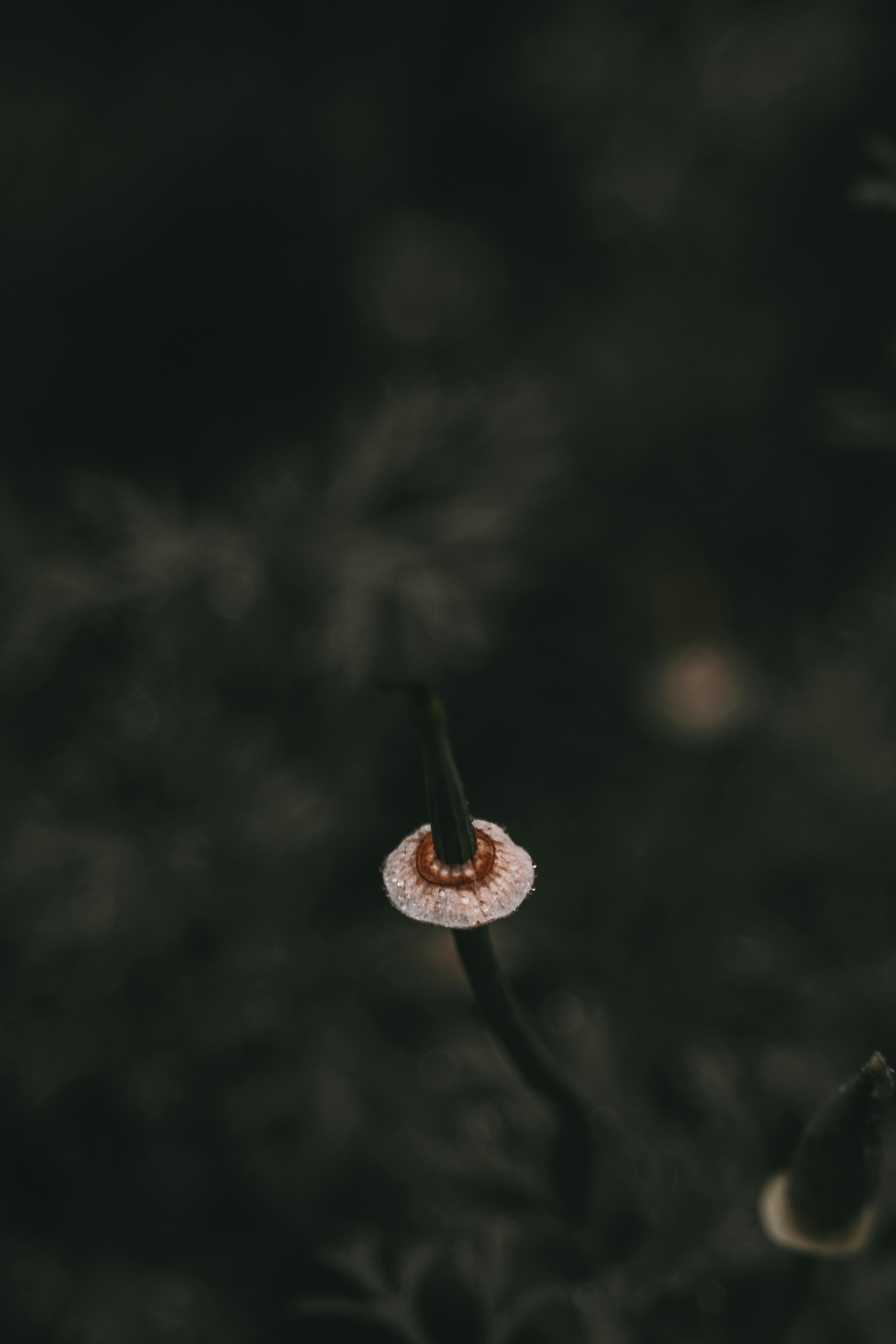 brown leaf in tilt shift lens