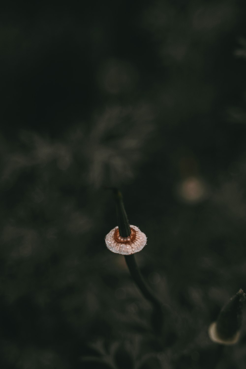 brown leaf in tilt shift lens