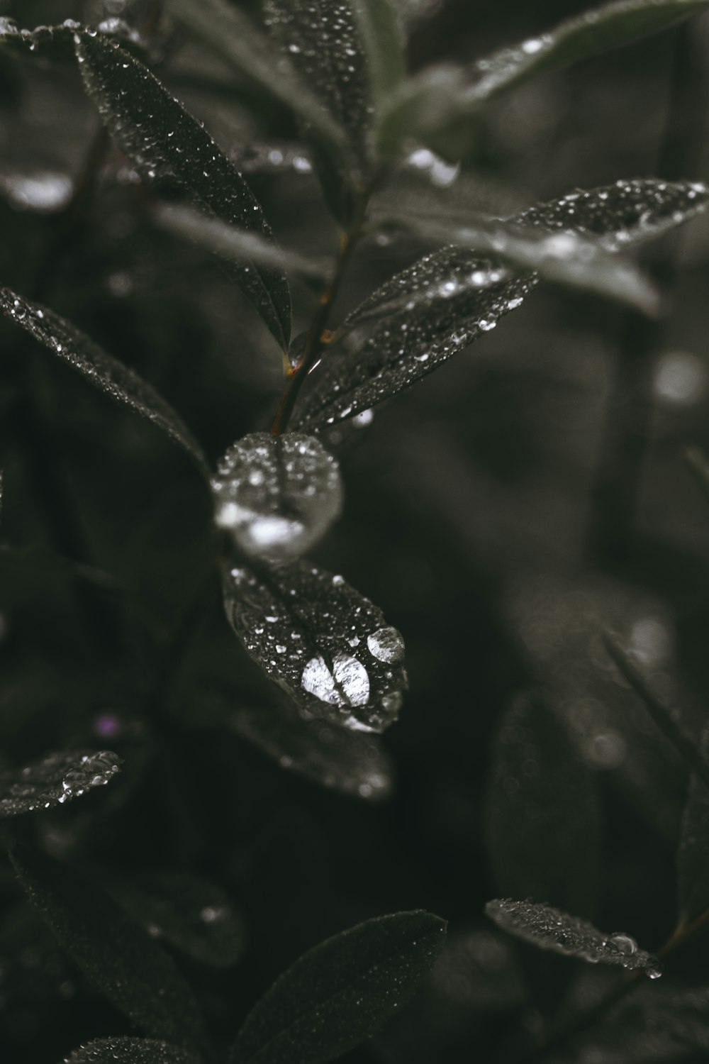 water droplets on green plant