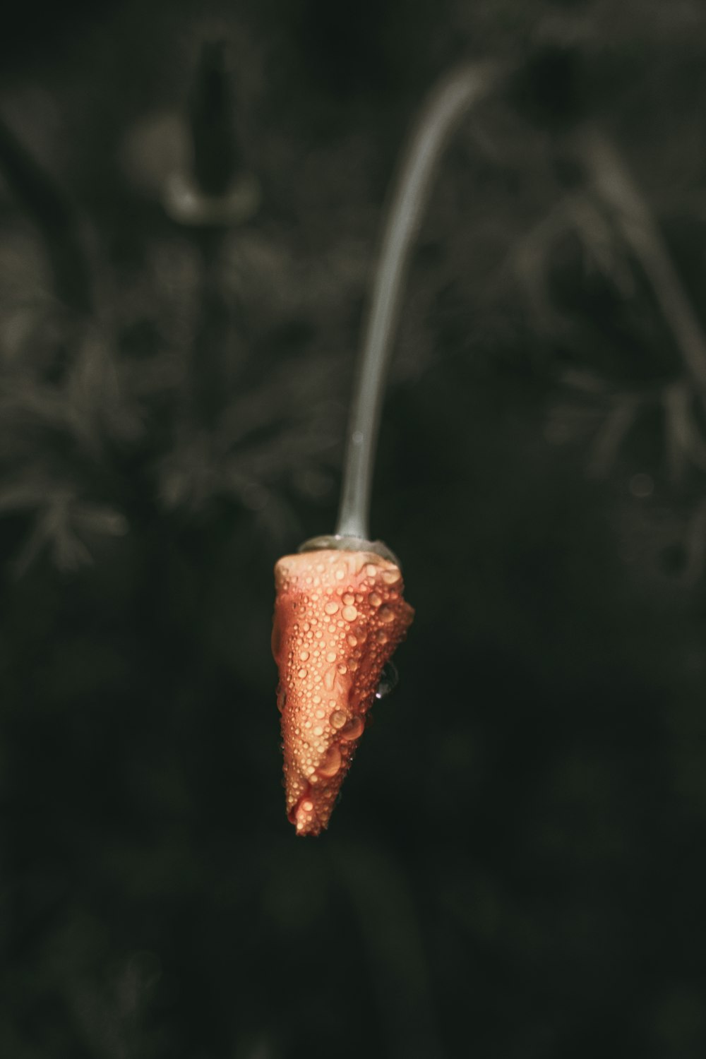 red fruit on stick with water dew