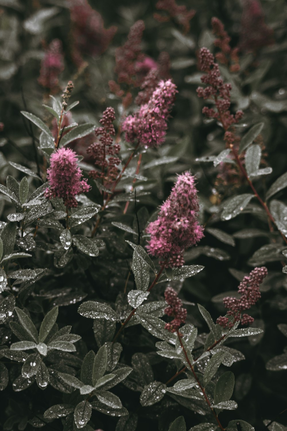 pink flowers with green leaves