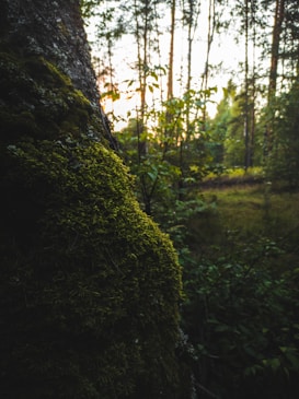 A serene forest setting with sunlight filtering through tall trees, casting a warm glow. The foreground features a tree trunk covered in lush green moss contrasting against the dark bark, while various shrubs and plants create a dense undergrowth.