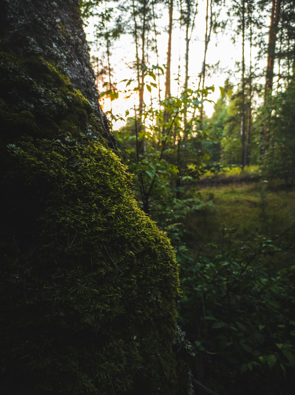 green moss on brown rock