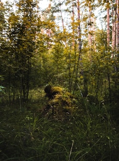 green and brown trees during daytime