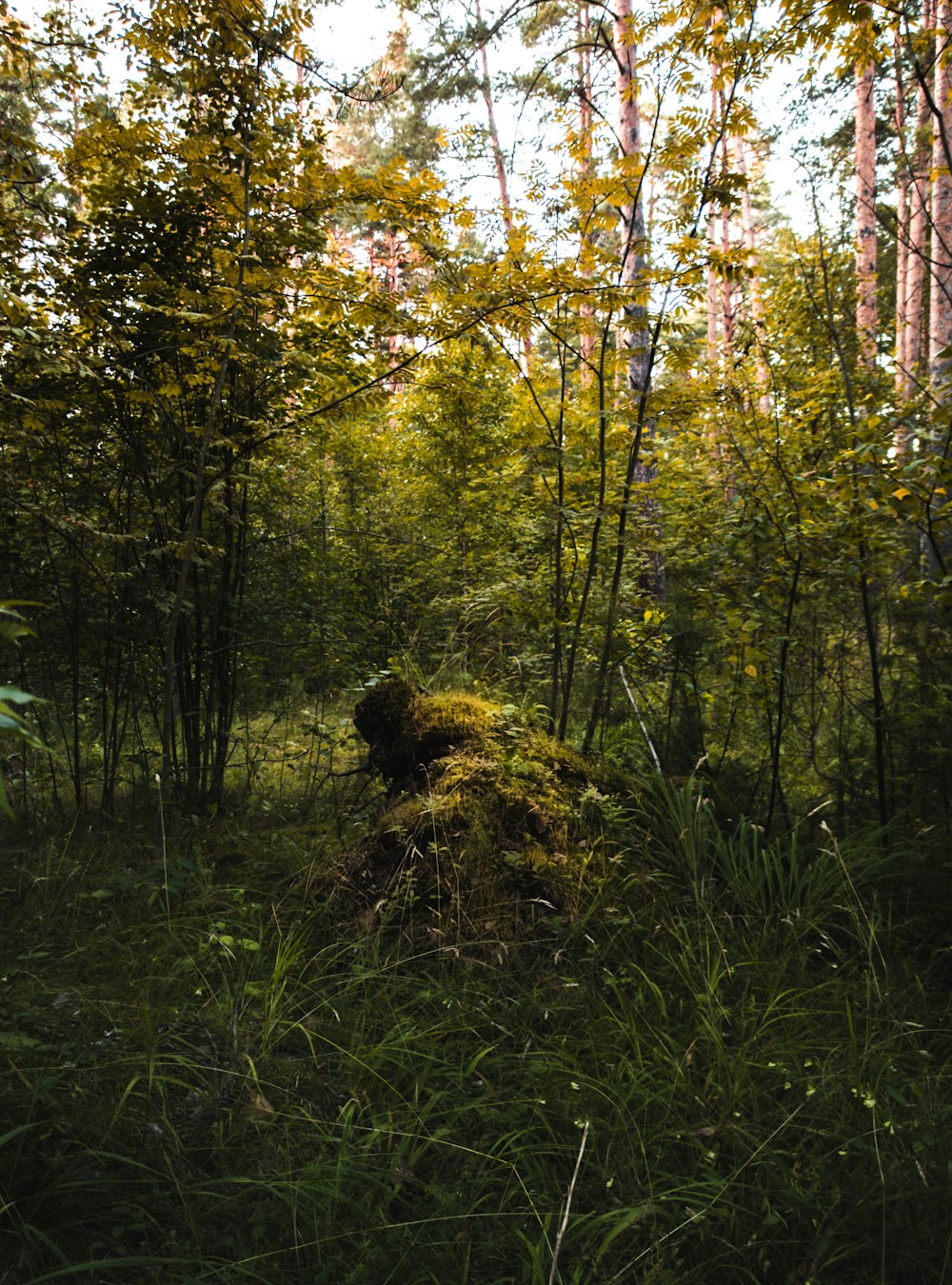 green and brown trees during daytime