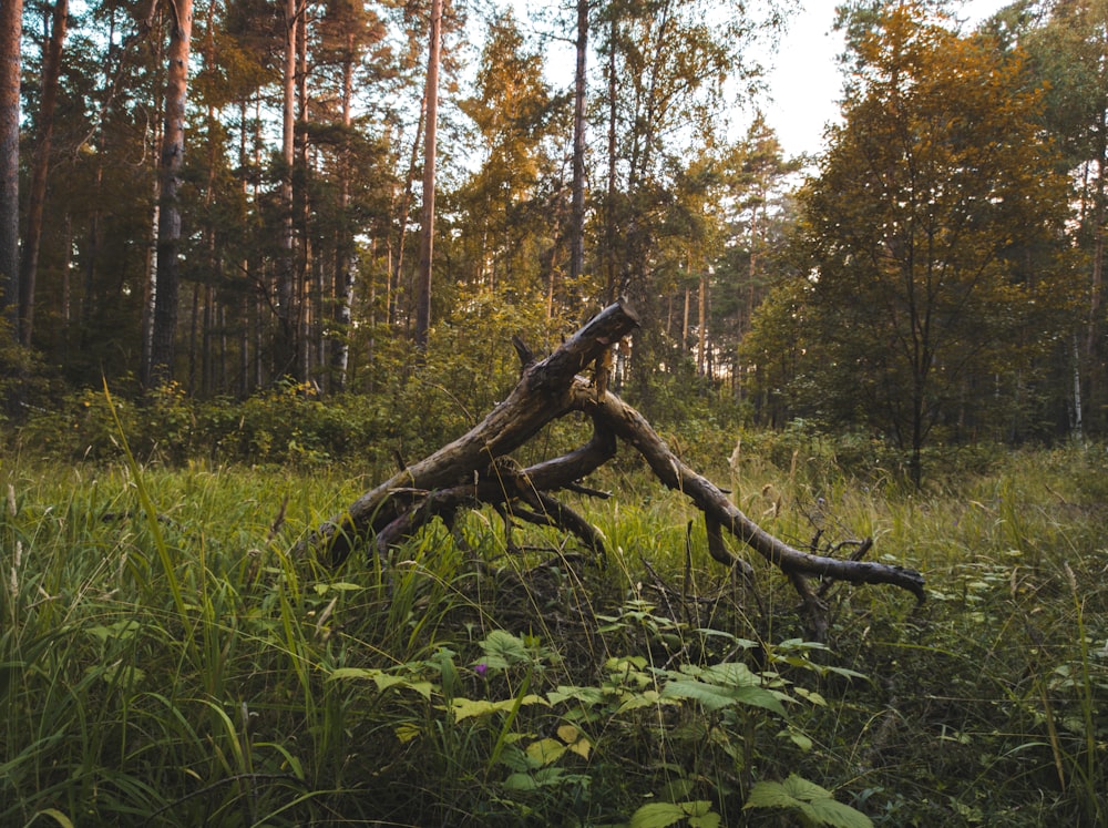 brown tree trunk surrounded by green grass and trees during daytime