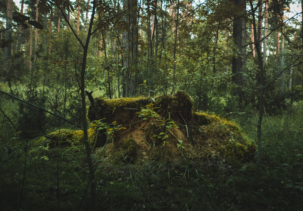 Herbe verte et arbres pendant la journée