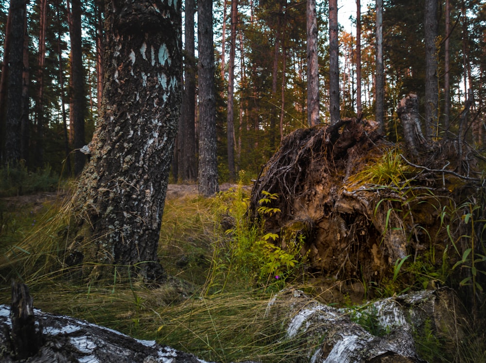 brown tree trunk on green grass field