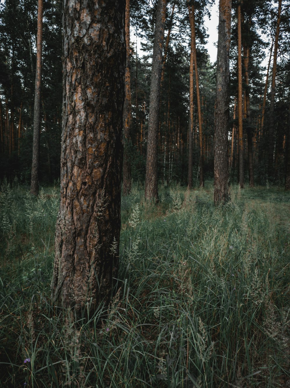 green grass and brown trees