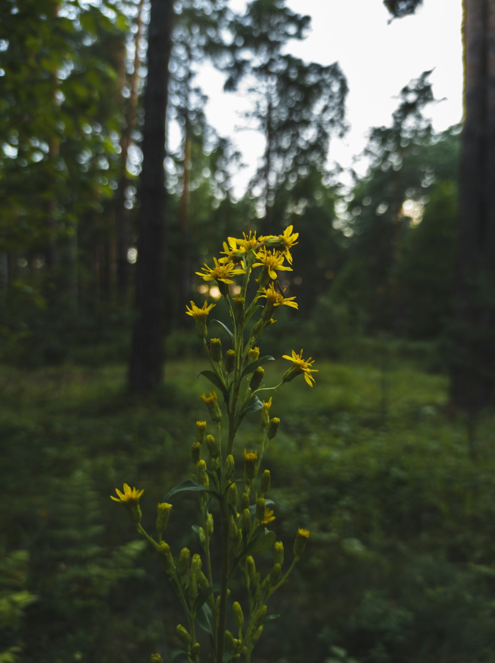 yellow flower in tilt shift lens