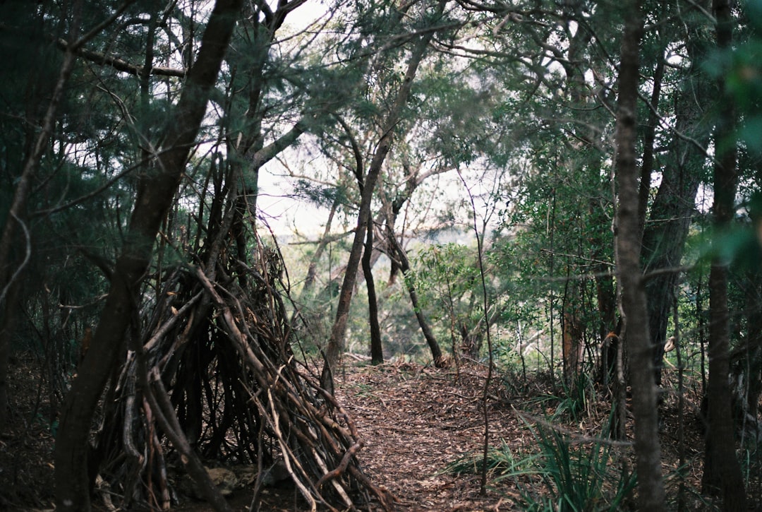 Forest photo spot Sydney New South Wales