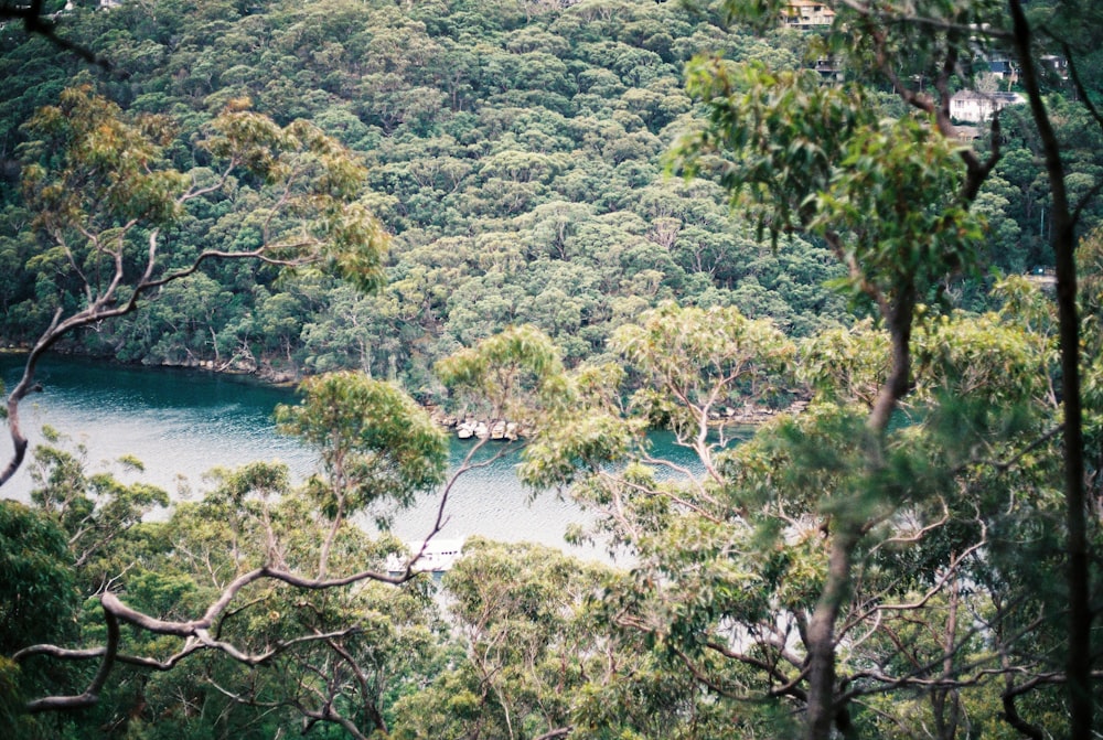 green trees beside river during daytime