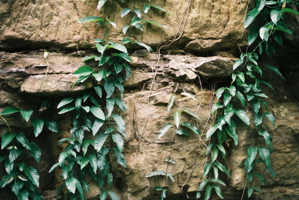 green plant on brown rock