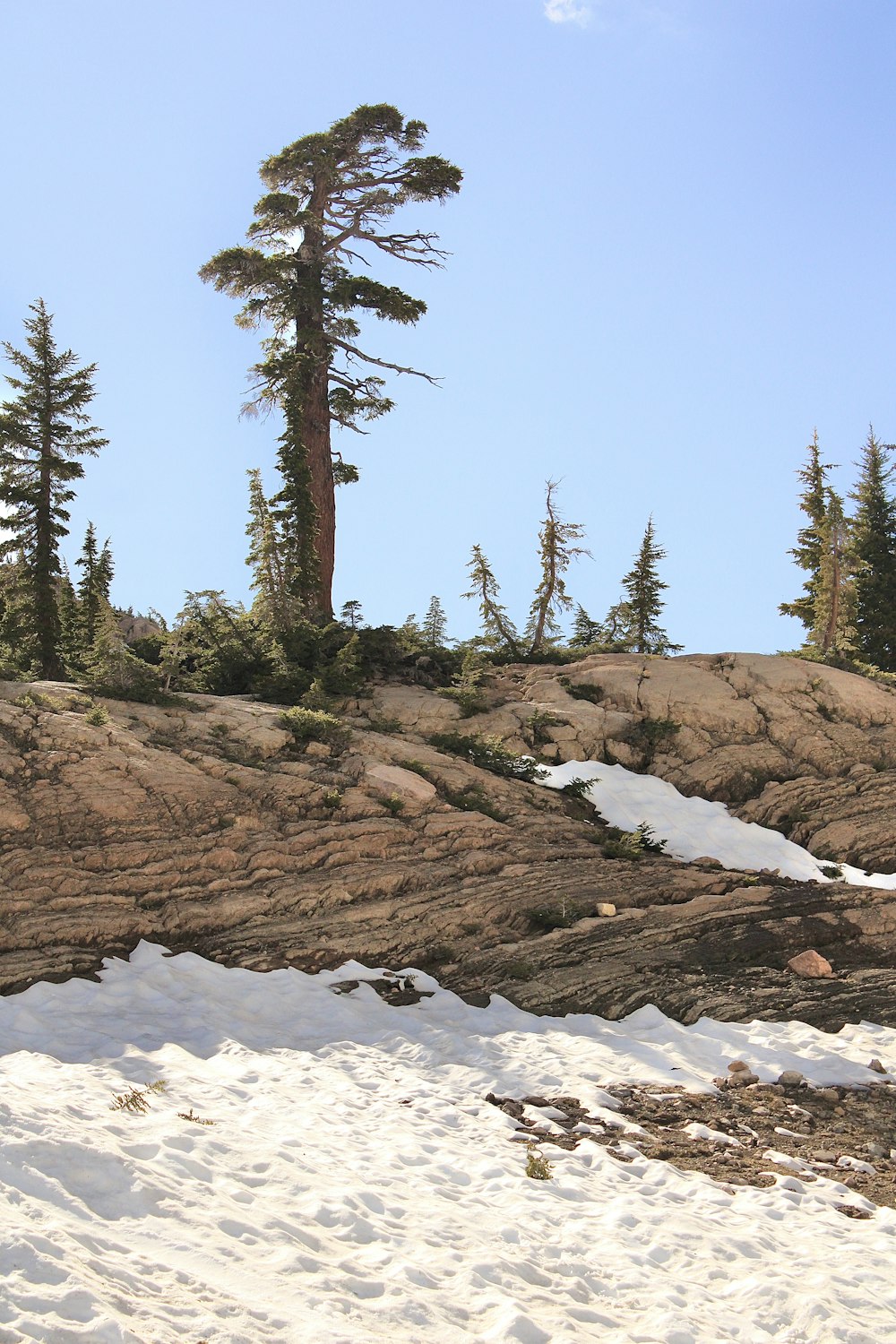 green pine trees on white snow covered ground during daytime