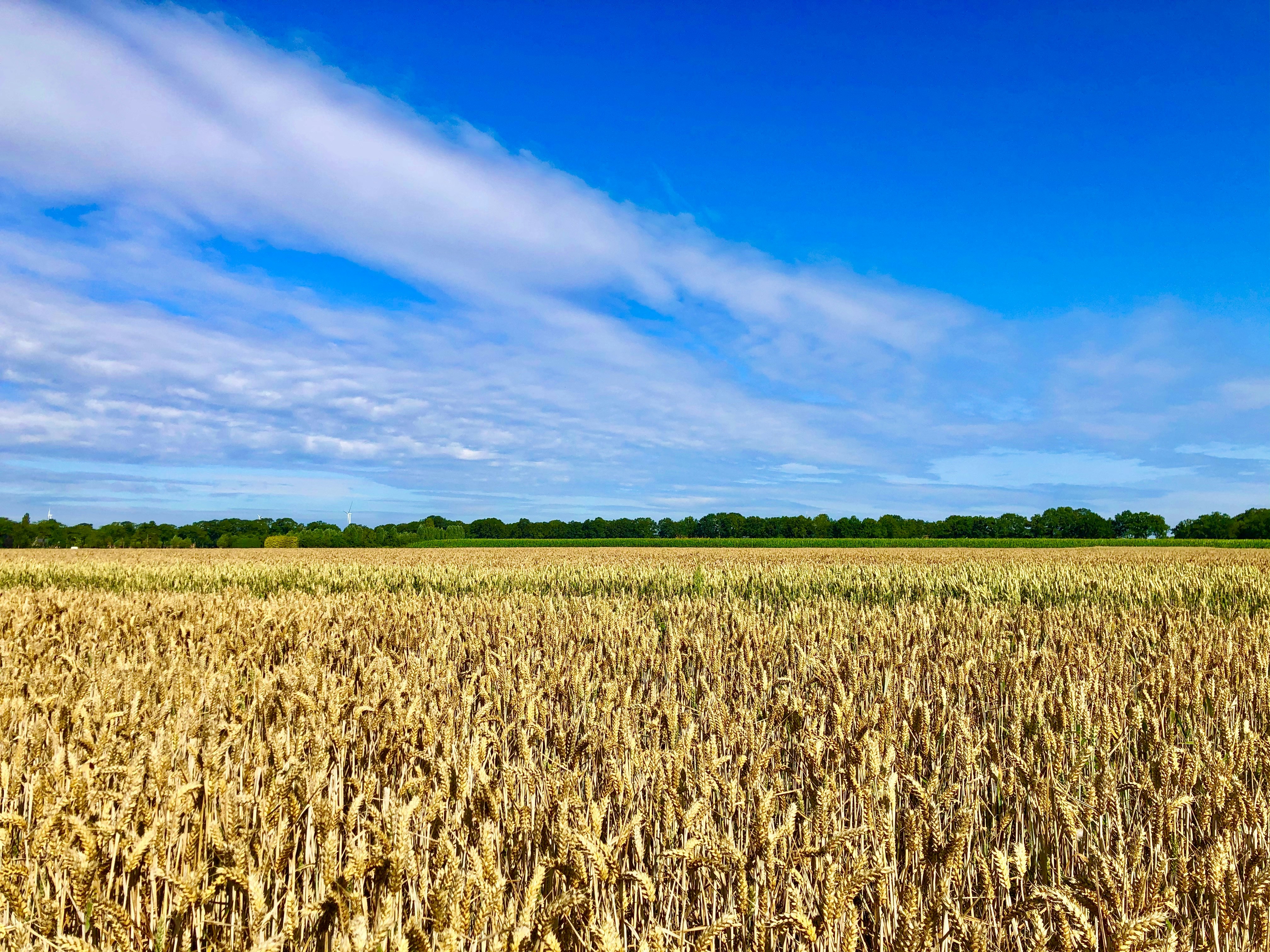 Afbeelding van Nieuwleusen