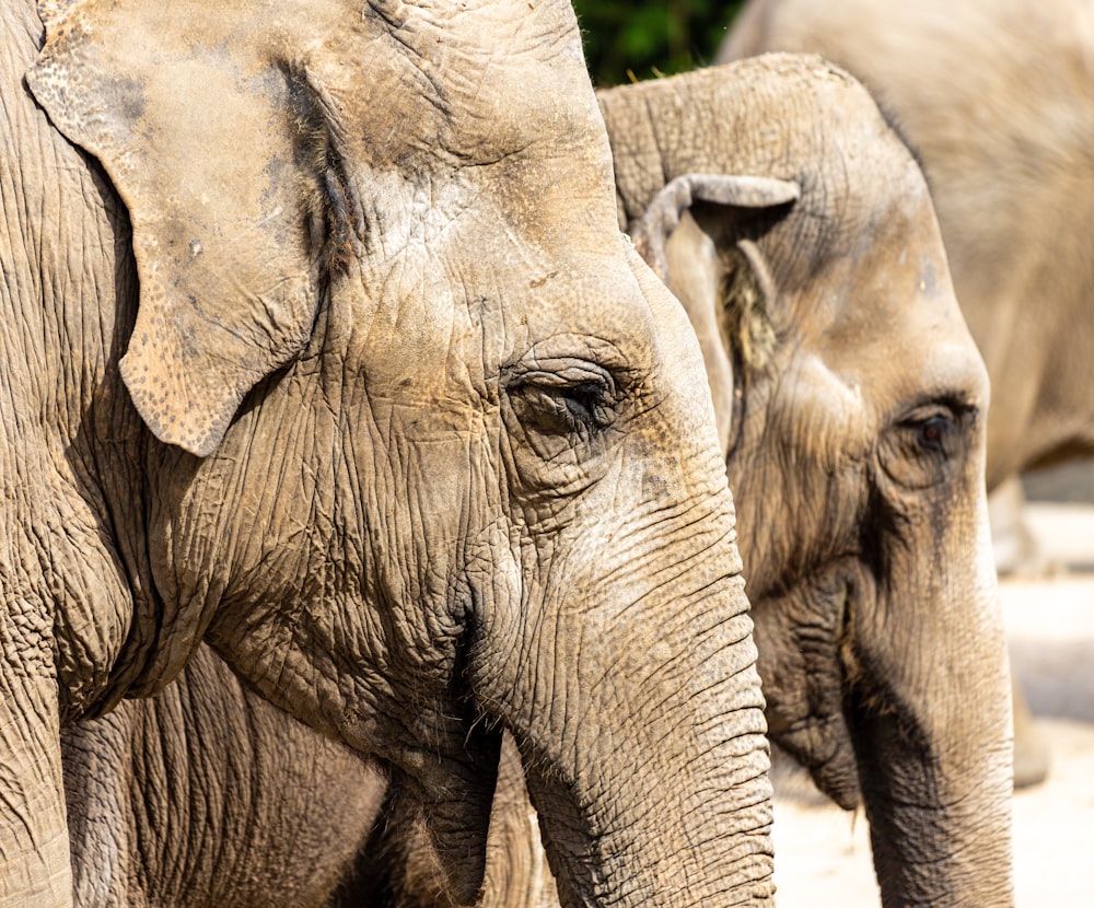 grey elephant with calf during daytime